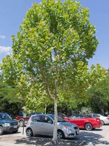 Bloodgood planetree, a selection of the tough London planetree that is widely planted in urban