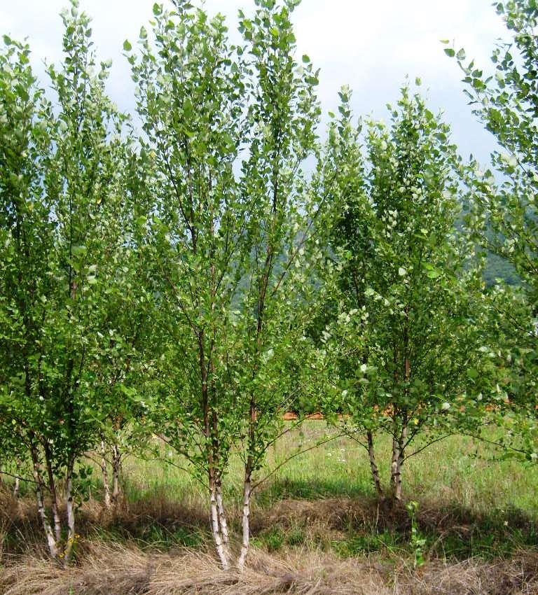 This river birch cultivar is a vigorous, fastgrowing, medium-sized tree which can be grown as either a single trunk or multi-stemmed tree.