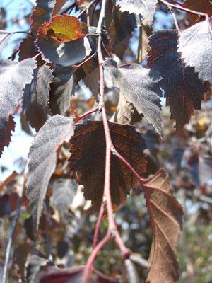 Crimson Frost birch is a hybrid between the older Purple Rain birch (Betula pendula "Purple Rain") and the Japanese white birch of "Whitespire" fame (Betula platyphylla var. japonica).