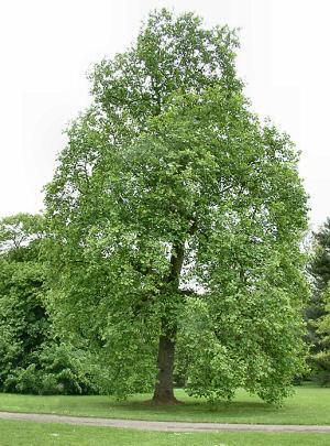 Tulip tree or yellow poplar is a large, stately, deciduous tree of eastern North America that typically grows 60-90' (less frequently to 150 ) tall with a pyramidal to broad