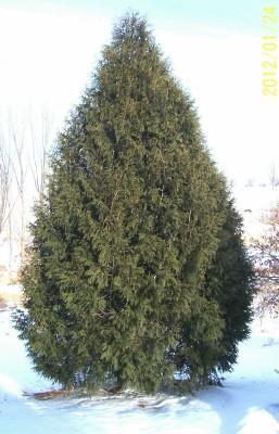 It is a medium growing (1-2ft per year) evergreen that has a dark green soft foliage.