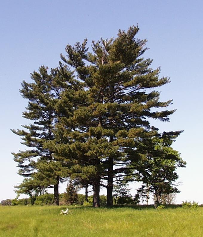 Is the largest conifer of the eastern and upper Midwest forests, reaching 150 feet in height and up to 40 inches in diameter.