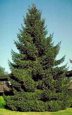The Norway Spruce is a fast growing (2-3 per year) evergreen that has dark green needles that are 1 inch long, and can grow up to 5 ft a year in a good weather year.