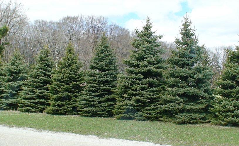 It is a slow (6-12 per year) growing very compact evergreen.