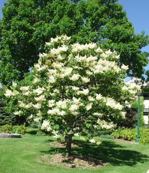This Japanese tree lilac cultivar is a small tree or large shrub which typically grows 20-25' tall with a rounded crown.