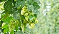 BrauKon s hops technology is the perfect solution for a unique aroma profile in beer.