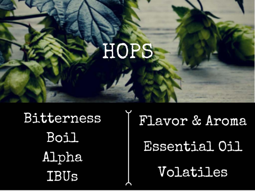 Hop Aroma: Late vs.