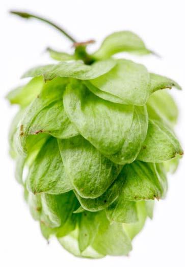 How does the nonvolatile fraction influence dry-hopped beer quality?