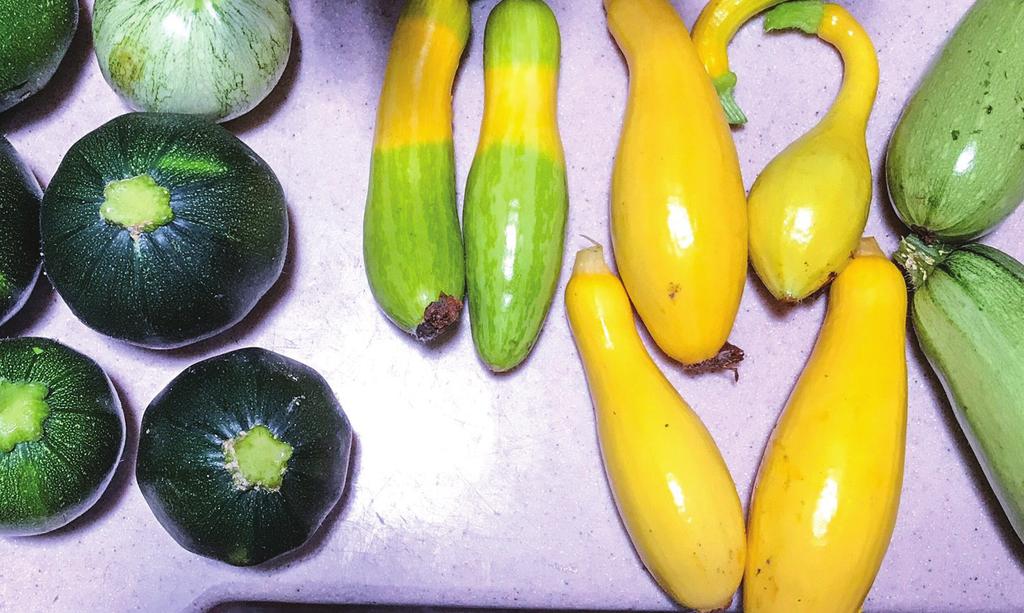 Growing a well-adapted variety is important, as it can result in higher yields, more flavorful produce, and reduced chemical applications to control pests and diseases.