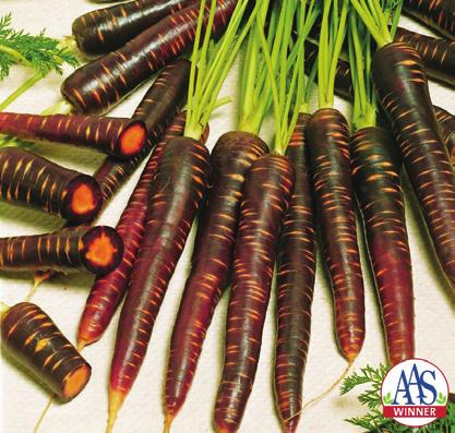 Carrot, Small Orange Cultivar Atlas Rondo Positive comments on appearance for both cultivars were received.