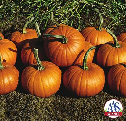 5 (4 sites) Pumpkin, Large Carving Cultivar Howden Cargo In limited trials, both cultivars received good ratings overall and were highly recommended for