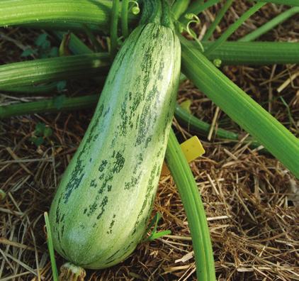 (3 sites), Dark Green Cultivar Raven Raven was preferred by Tennessee gardeners in this trial with positive comments on yield, flavor, early maturation and