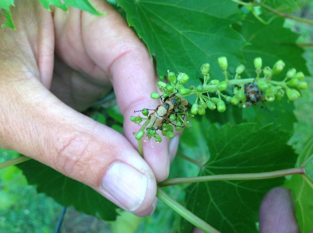 Rose Chafer on Grapes by Dave Scurlock, OSU/OARDC Viticulture Outreach Specialist Wednesday June 10 2015, I was in the AARS vineyard applying the last insecticide treatment for the control of