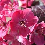 Malus Perfect Purple Perfect Purple Crabapple Deep pink blooms set the spring