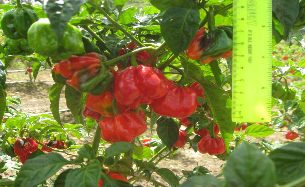 PHOTO 13- LARGE MORUGA RED FRUITS IN FIELD SHOWNG DARK GREEN
