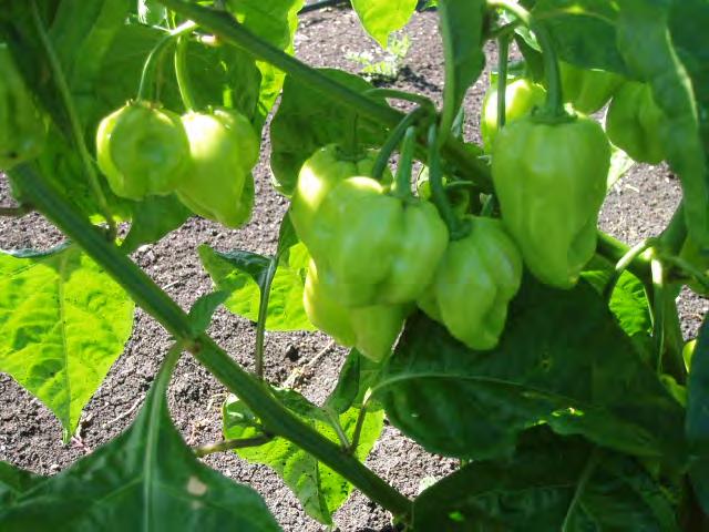 WEST INDIES RED 300,000 SHU (Scoville Heat Units) This is a super-hot quality Caribbean Scotch Bonnet type pepper which can be marketed as a smooth skin light green pepper or glossy red berry when