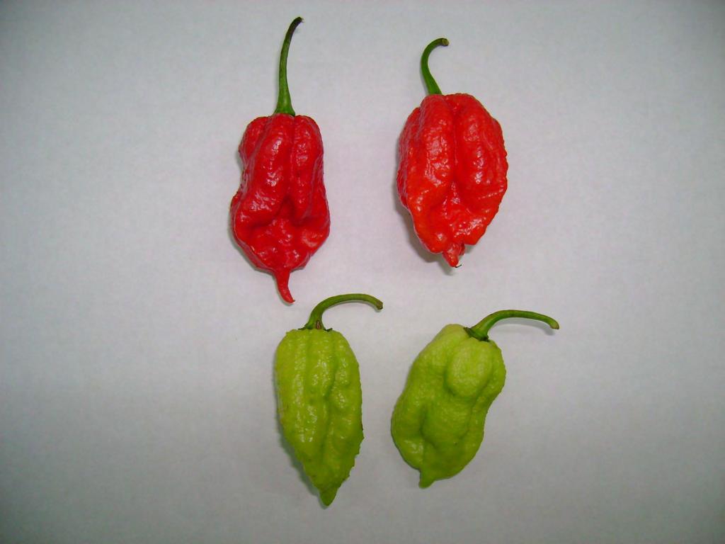 SCORPION- >2 million Scoville Heat Units The original scorpion berry is oblong in shape with a light green in colour and ripens to a mature blood red.
