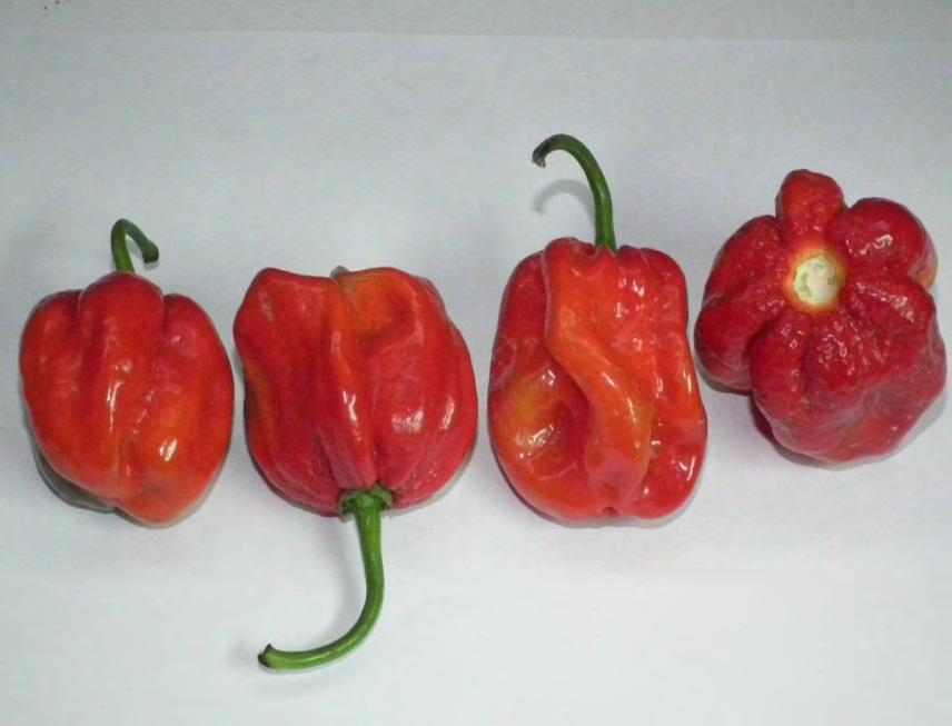 MORUGA RED 300,000-500,000 Scoville Heat Units- (SHU) This is a super quality Caribbean Scotch Bonnet type pepper which can be marketed as a smooth skin dark green pepper or shiny red berry when