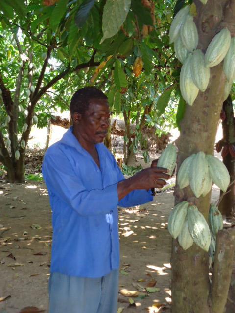 management in Kyela district increases yields Project Update: September 2013 Small-holder cocoa farmers in Kyela district have for a long time been price-takers and not price-givers, but I am happy