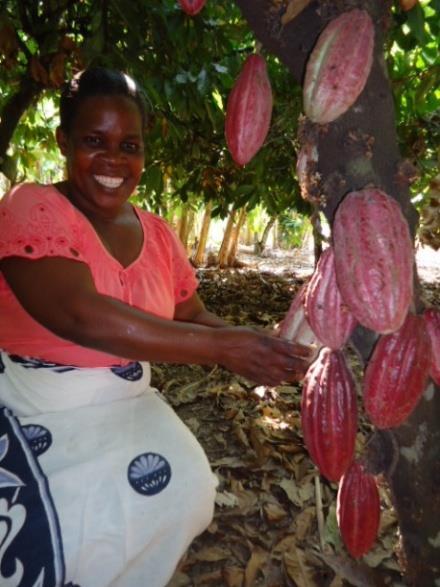 Kisoro of Kikusya village, Itope ward recollects that cocoa has been growing in Kyela since the early 1960 s, when Cocoa was introduced to the country from Ghana.