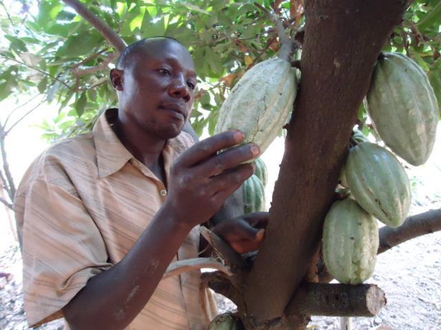 I thought my problem was permanent because I could not expand my cocoa plantation due to land scarcity, but I later realized that pruning and cleaning would improve my cocoa production, he says.