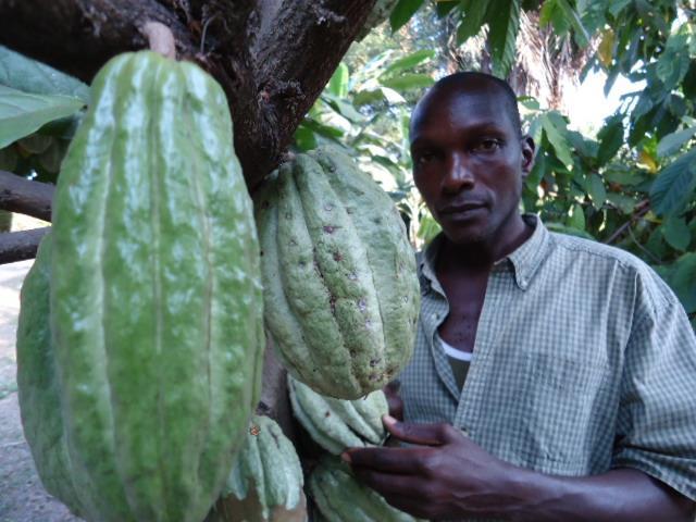 Project Update: September 2013; page 3 of 5 It is now three years since Salum Nasur learnt about pruning and cleaning to control infections on cocoa pods.