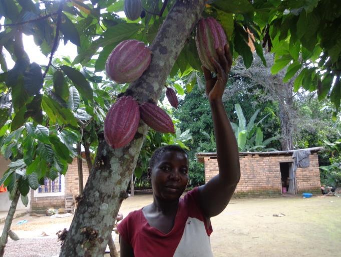 Project Update: September 2013; page 4 of 5 Image: Vaileth Mwesu of Mbula village in Ipande ward holding pods on a tree that had stopped producing but flourished again after pruning and cleaning.