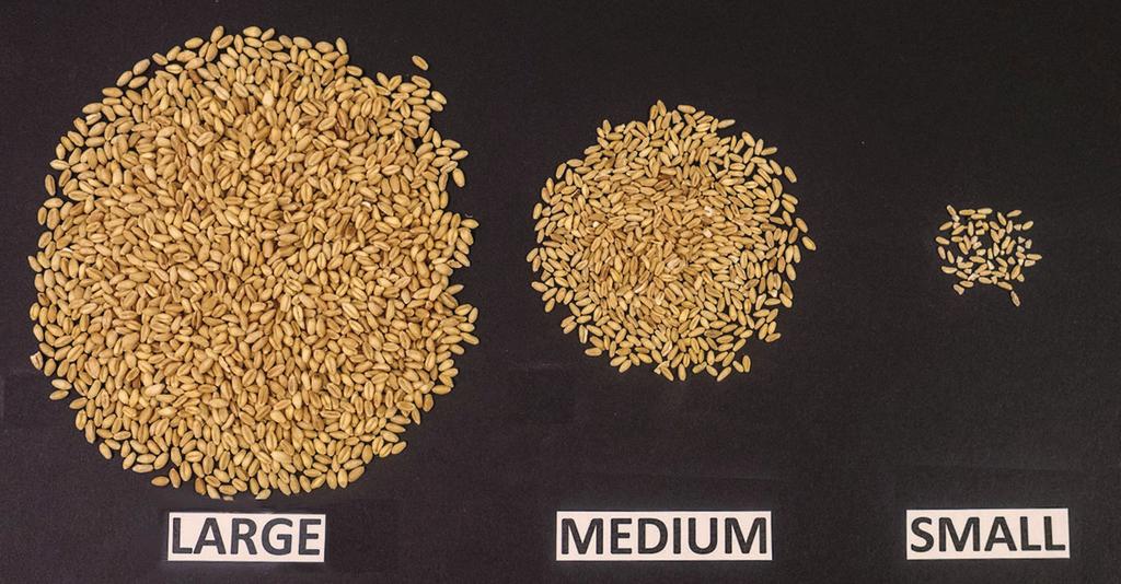 WHAT THE TESTS MEAN WHEAT GRADE TESTS Wheat grades reflect the physical quality and condition of a sample and thus may indicate the general suitability for milling. The U.S. grade for a sample is determined by measurement of such factors as test weight, damaged kernels, foreign material, shrunken and broken kernels and wheat of contrasting classes.