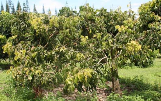 Diseases of Tropical Crops Longan Decline Symptoms: Leaf