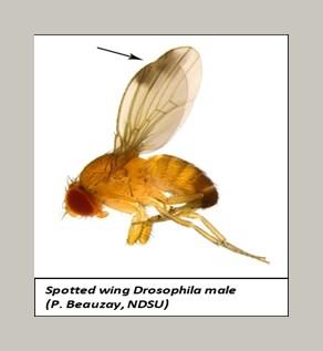 Spotted Wing Drosophila (SWD) Monitoring Report for South Western British Columbia, Berry Crops (Coast) June 13, 2016 Report Prepared by: Tracy Hueppelsheuser, British Columbia Ministry of
