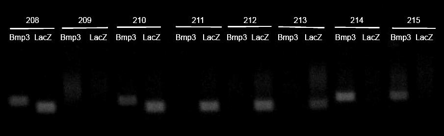 ladder) s razdvojenim fragmentima DNA koji se razlikuju po 100 pb u veličini, a služi da se orijentacijski odredi veličina fragmenata DNA iz uzorka.