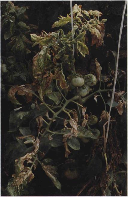 25.22b Tomato spotted wilt;