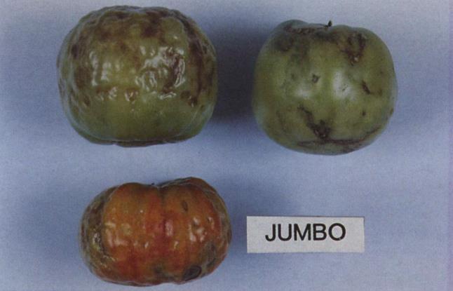 discoloration of ripening fruit.