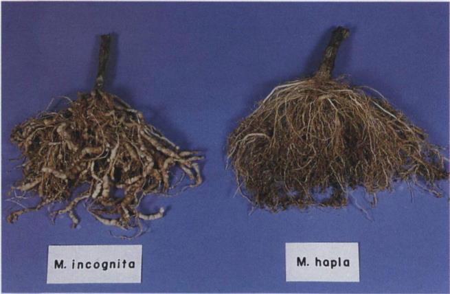 26 Root-knot nematodes; southern
