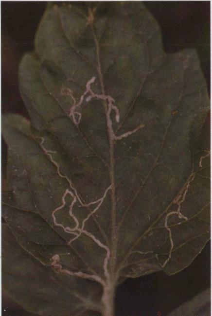 25.28c Chrysanthemum leafminer;