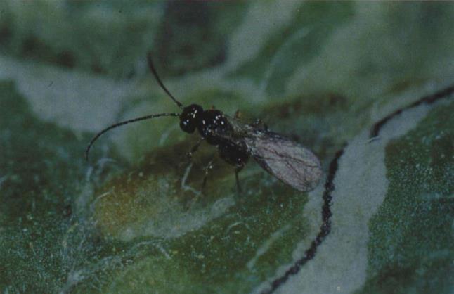 28e Braconid wasp; a leafminer