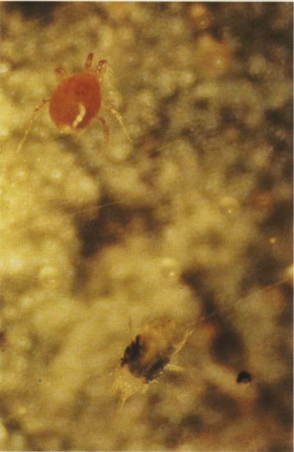 32 Two-spotted spider mite;
