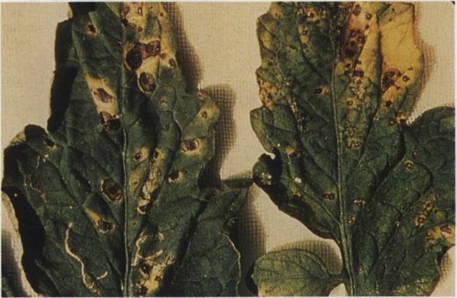 9b Early blight (left) and
