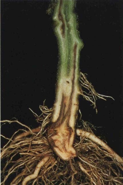 10b Fusarium crown and root