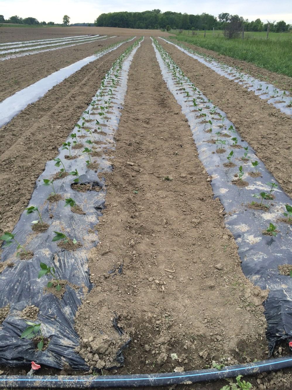 County. Growers are busy planting outside tomatoes and peppers in plasticulture.