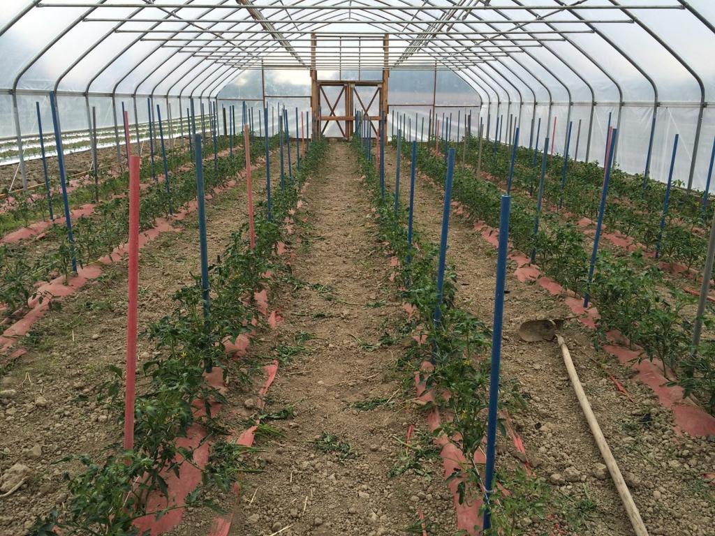 damage in high tunnel tomatoes B.