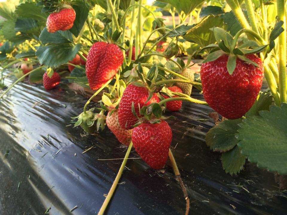 Strawberry harvest began on May 8 and is in full swing B.