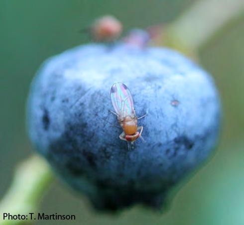 SWD in blueberry Monitor for SWD and symptoms Fruit is highly susceptible Early-season