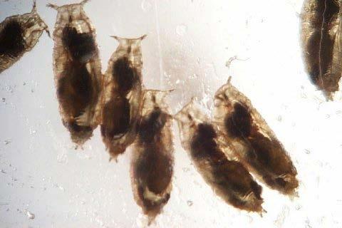 boulardi Larval parasitoid