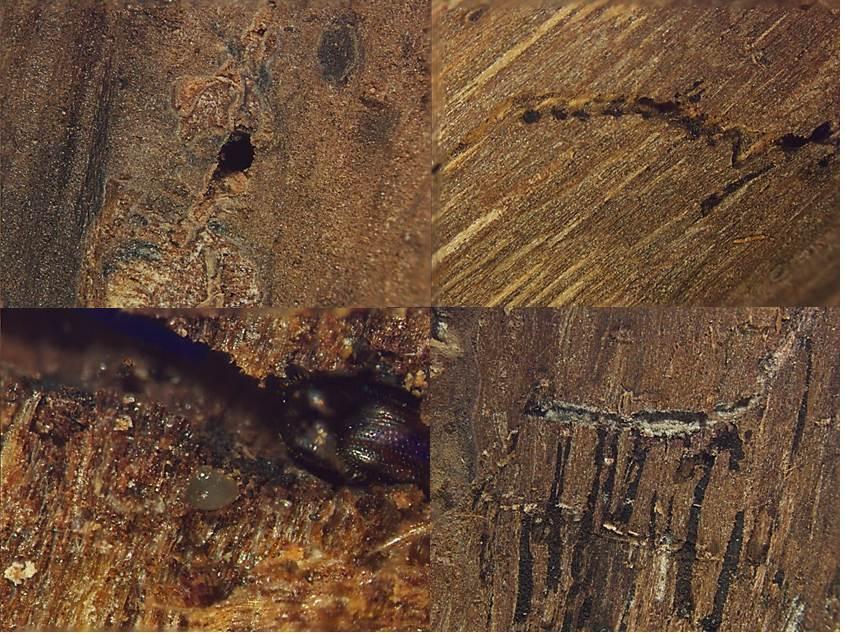 (a) Entrance/Exit hole of WTB; (b) Female walnut twig beetle gallery with frass