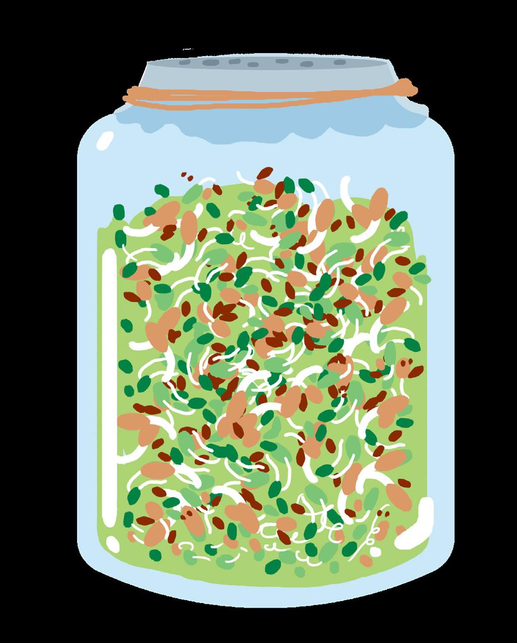 Starting Sprouts Show students the seeds you are going to germinate. Discuss how students have seen sprouts in recipes or in supermarkets.