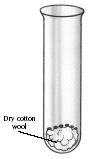 Apparatus: 4 Test tubes; Cotton wool; Cress seeds; Water; Test tube rack; Cool boiled water; Oil; Refrigerator Experiment 6 To Investigate the Factors Necessary for Germination Method: 1.