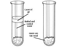 Set up each of the test tubes as follows: A B C D Leave the cotton wool dry (without water) Moisten the cotton wool and place the test tube in the refrigerator (without the correct temperature) Cover