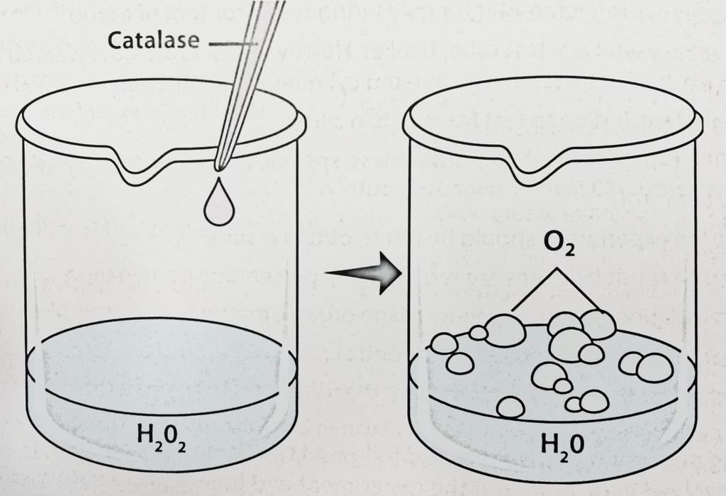 Experiment 11 To demonstrate the activity of liver enzyme: catalase Apparatus: Fresh liver; pestle and mortar; sand; stop watch; two large boiling tubes; hydrogen peroxide; washing up liquid Method: