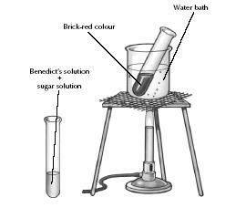 Experiment 12 To show the presence of Lactose in milk Apparatus: Water bath (80 O - 100 O C); Glucose solution; Water; 2 Test tubes; Dropper; Benedicts solution; Test tube rack; Test tube holder.